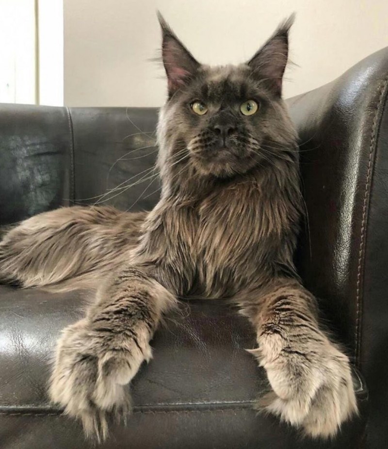 Кот Мейн кун
