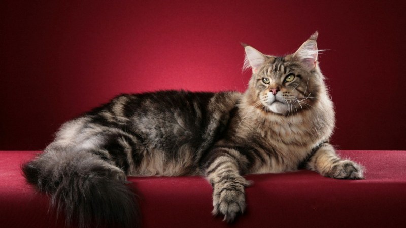 Мейнкун кот