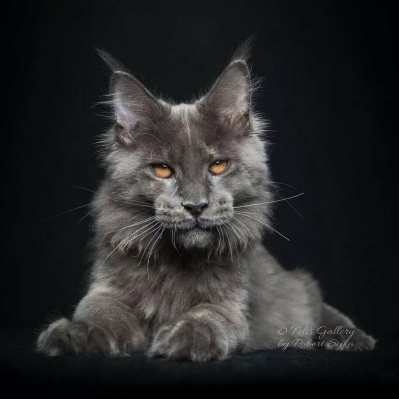 Кошки Мейн куны