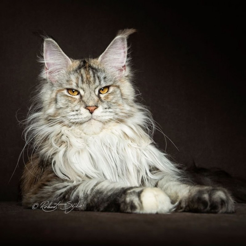 Коты Мейн куны