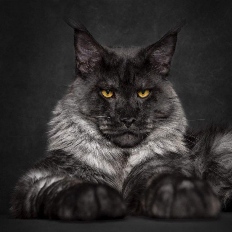 Кот Мейн кун