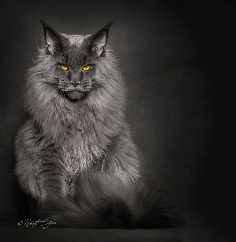 Коты Мейн куны