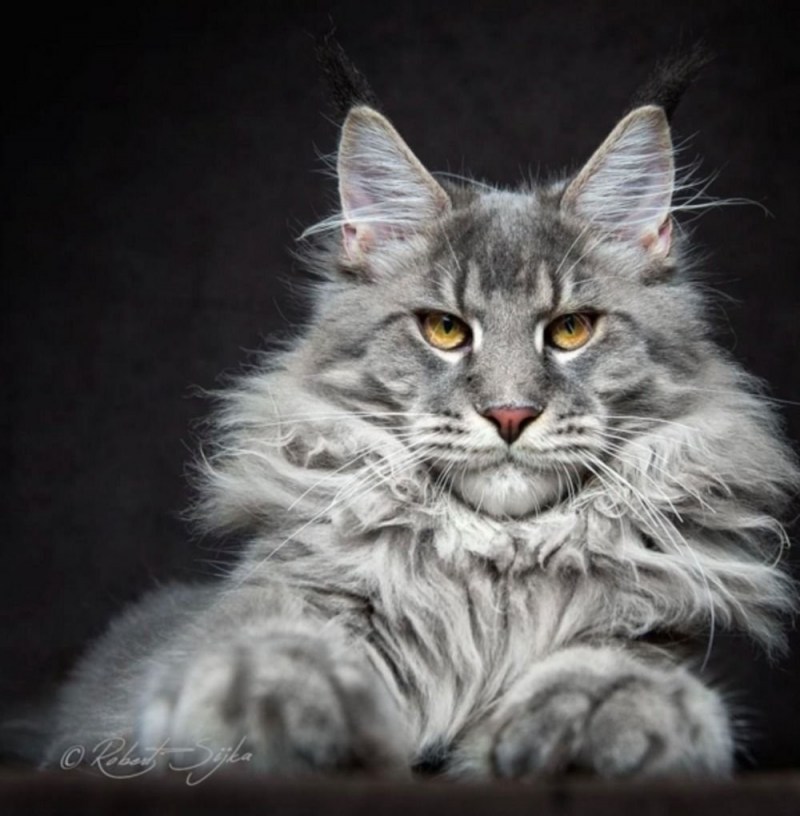 Кот Мейн кун