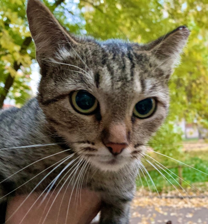 Коты Гаврик смешные