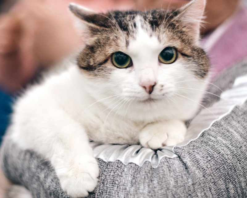 Каликоя черепаховая кошка