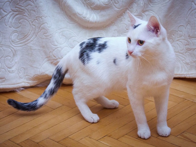 Котенок подросток