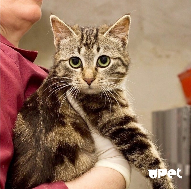 Котики для подростков