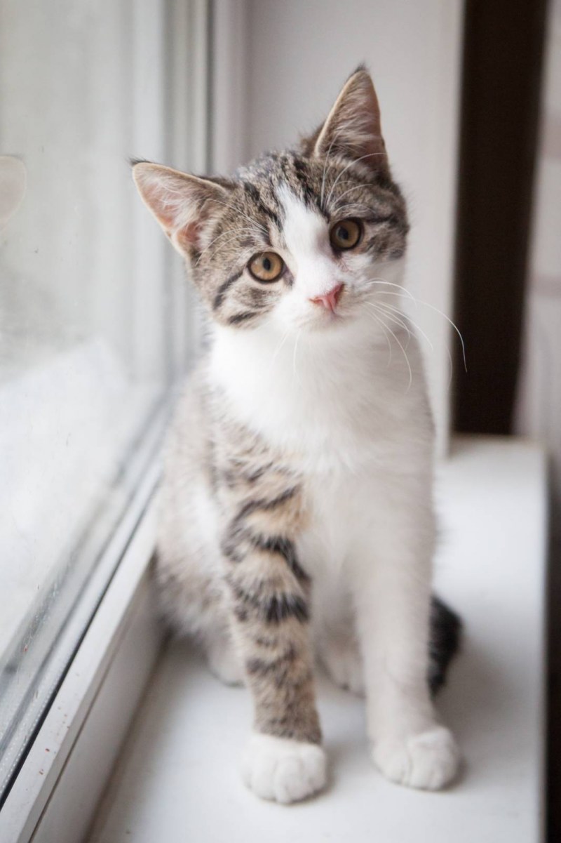 Айлур кошка