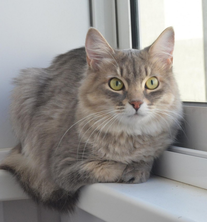 Кошечка Мими