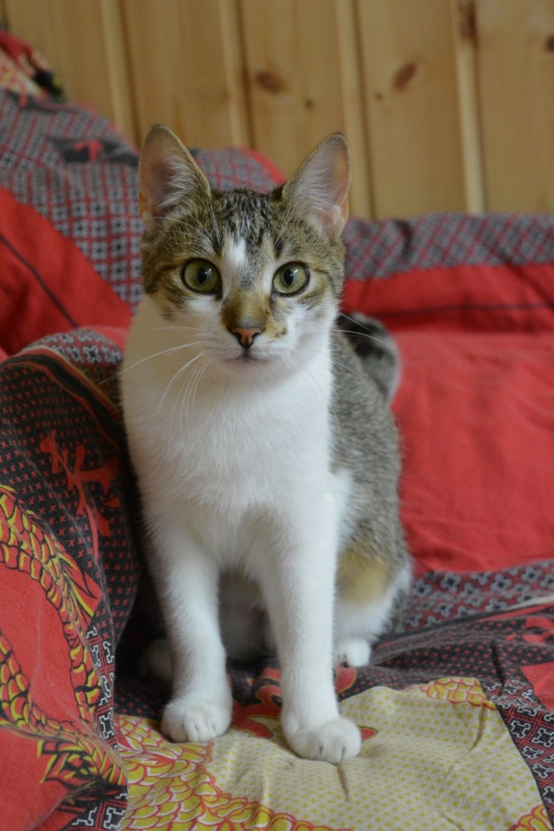 Подросший котик