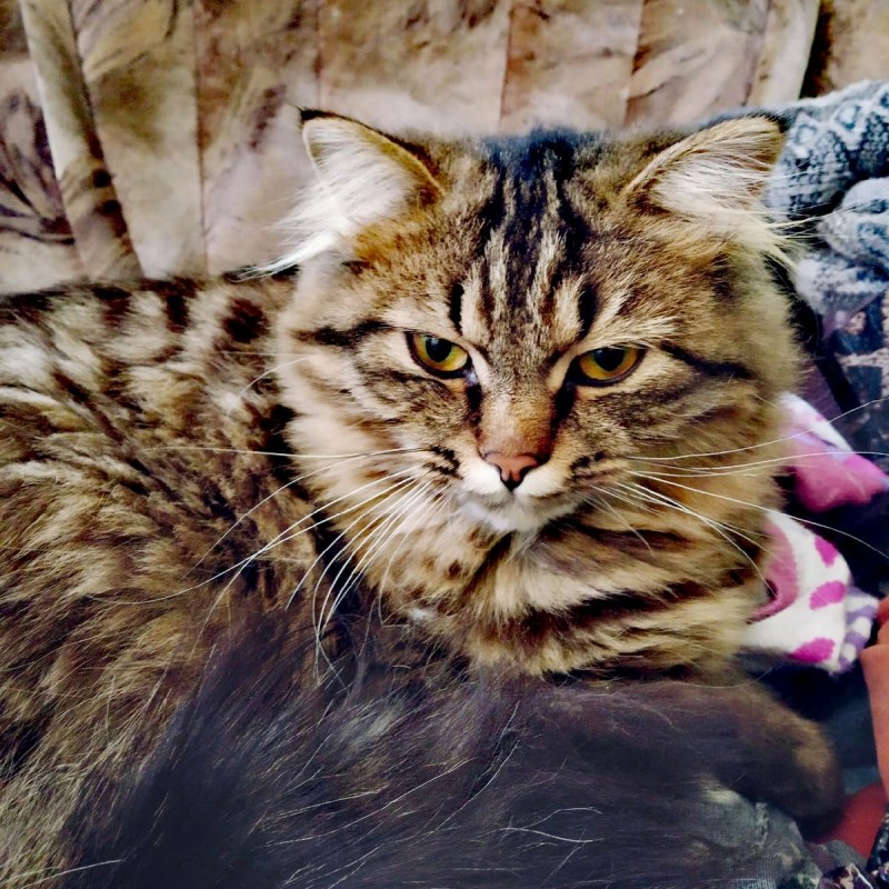 Котенок Соня