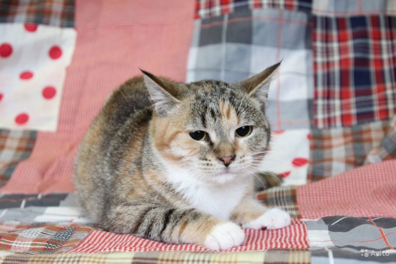 Кошка подросток шпрот