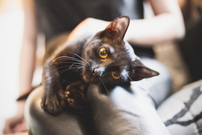 8-906-702-17-09 Котята