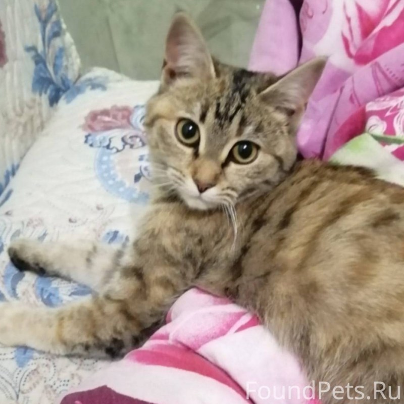 Кошечка "Стеша"