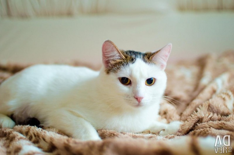 Коты на Юле в Иркутске