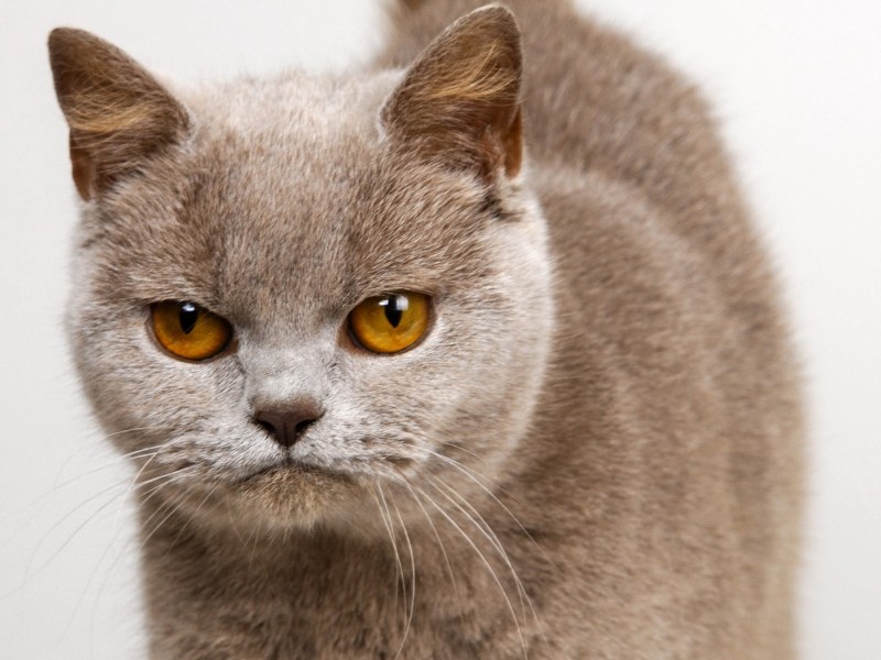 Коты британцы