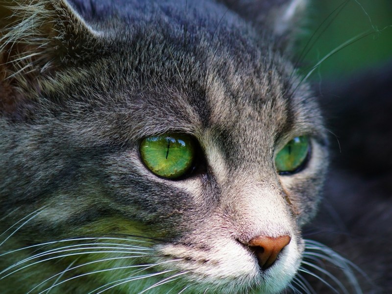 Зеленая кошка