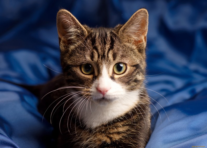 Коты картинки