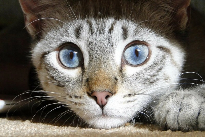 Зрачки кота