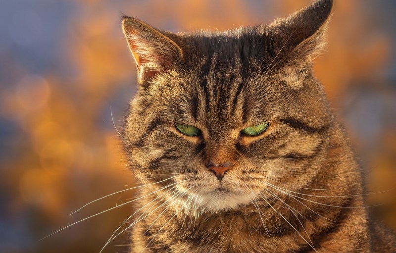 Морда кота