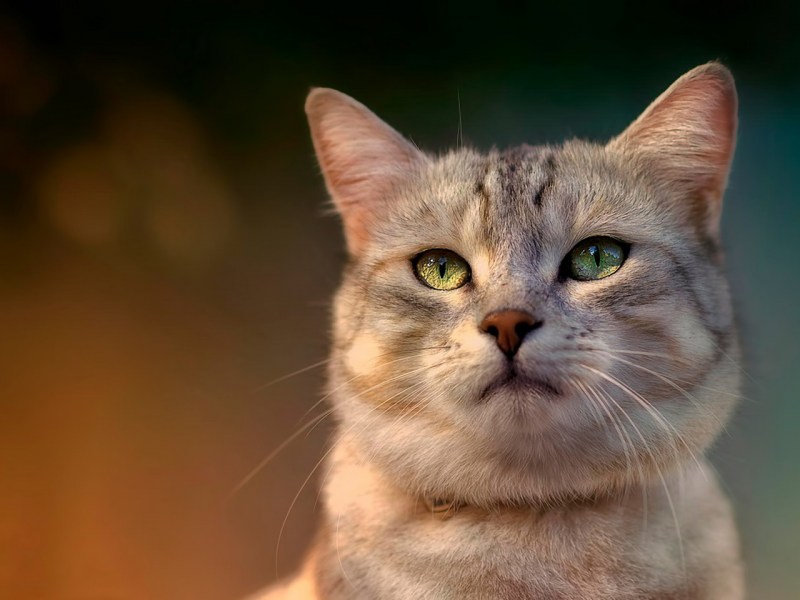 Обои на рабочий стол коты