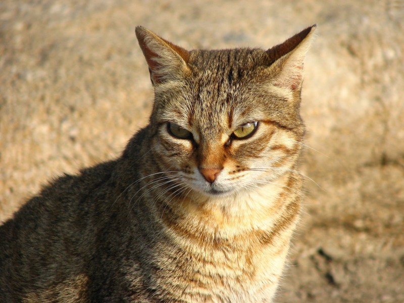 Хитрый котэ
