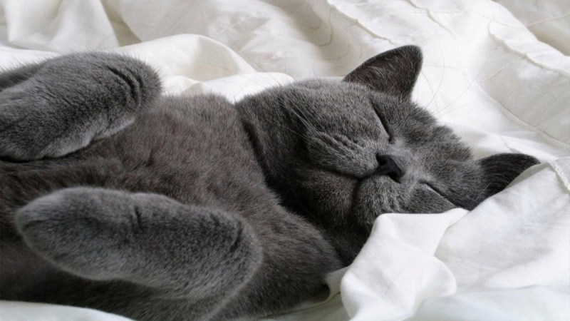 Спящие коты