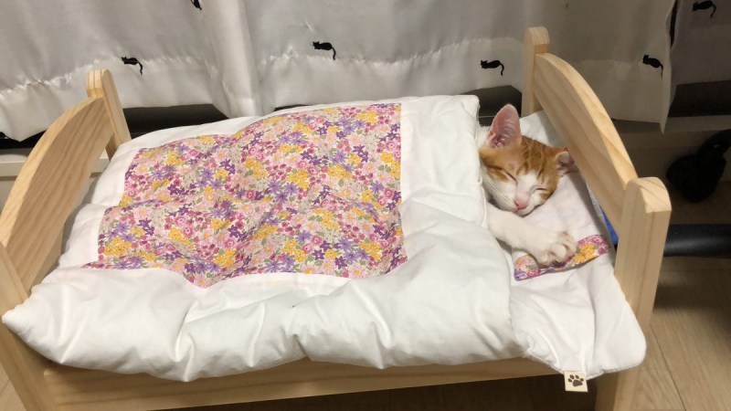 Кот спит в одеяле