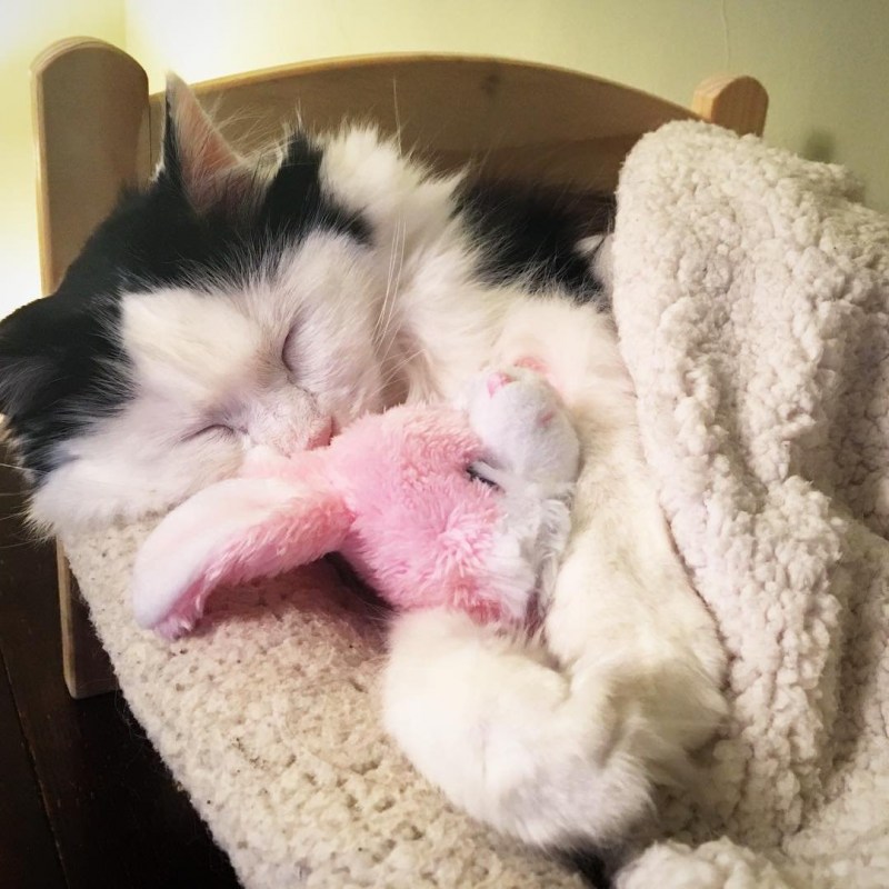 Котик в кроватке