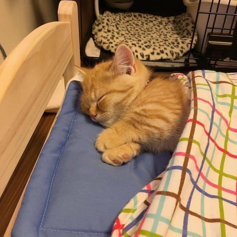 Спящий в кроватке котик