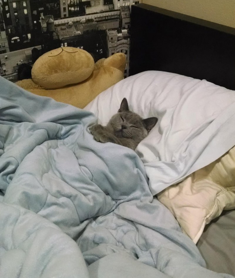 Кот в кровати под одеялом