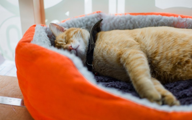 Кот лежит под одеялом