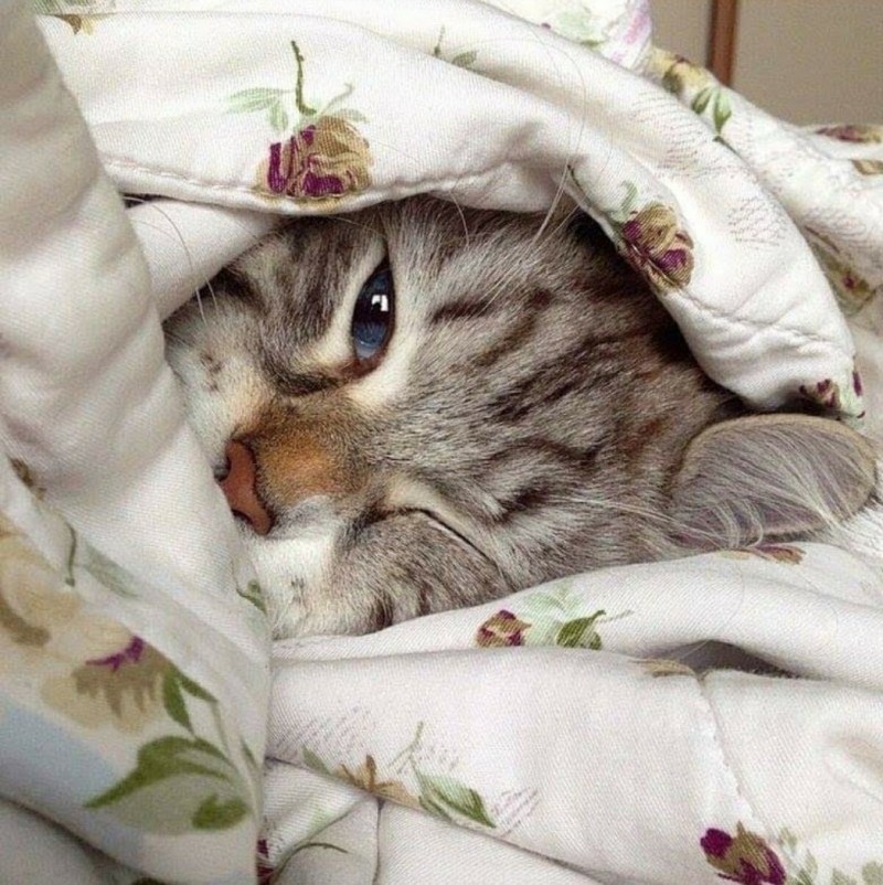 Сонный котик