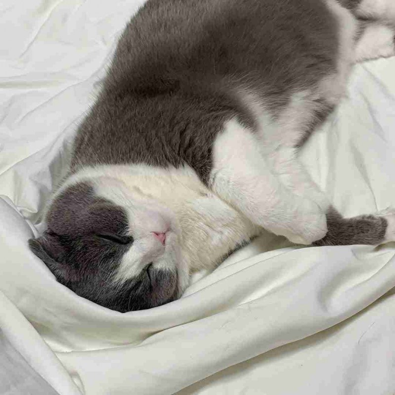 Анатомия спящего кота
