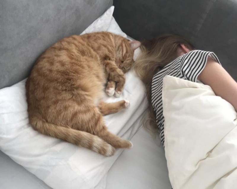 Спящий кот на кровати