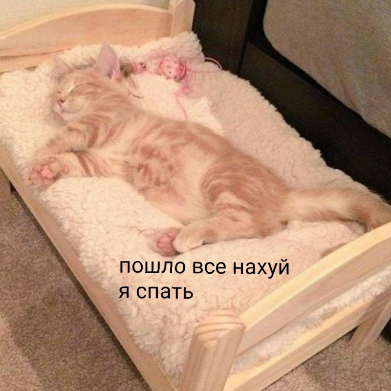 Здоровый сон кошки