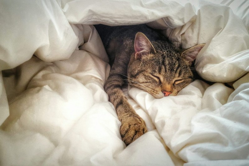 Коты в постели