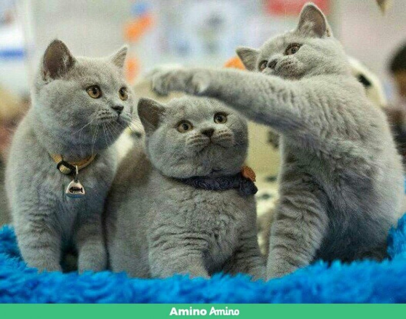 Британская кошка котенок