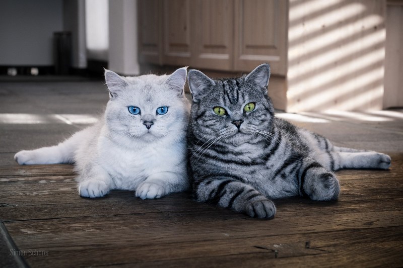 Кошки британской породы