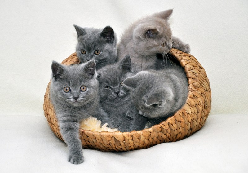 Британские котята в корзинке
