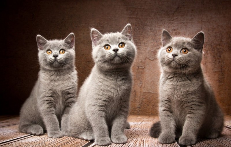 Британская короткошёрстная кошка котята
