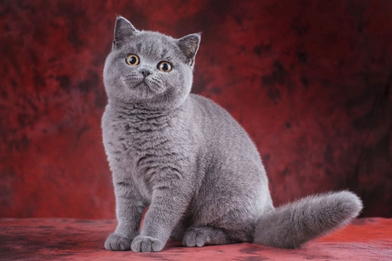 Британская короткошёрстная кошка
