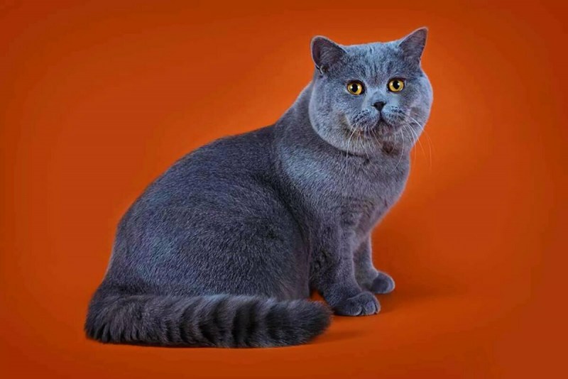 Британская короткошёрстная кошка