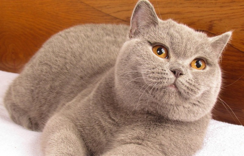 Британский короткошерстный кот толстый