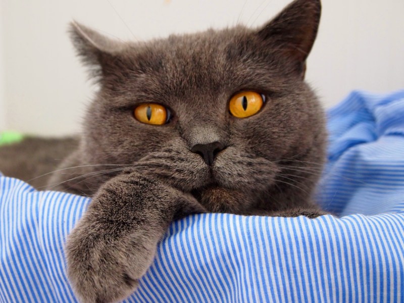 Кот британский короткошерстный характер