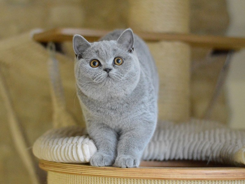 Британская короткошерстная