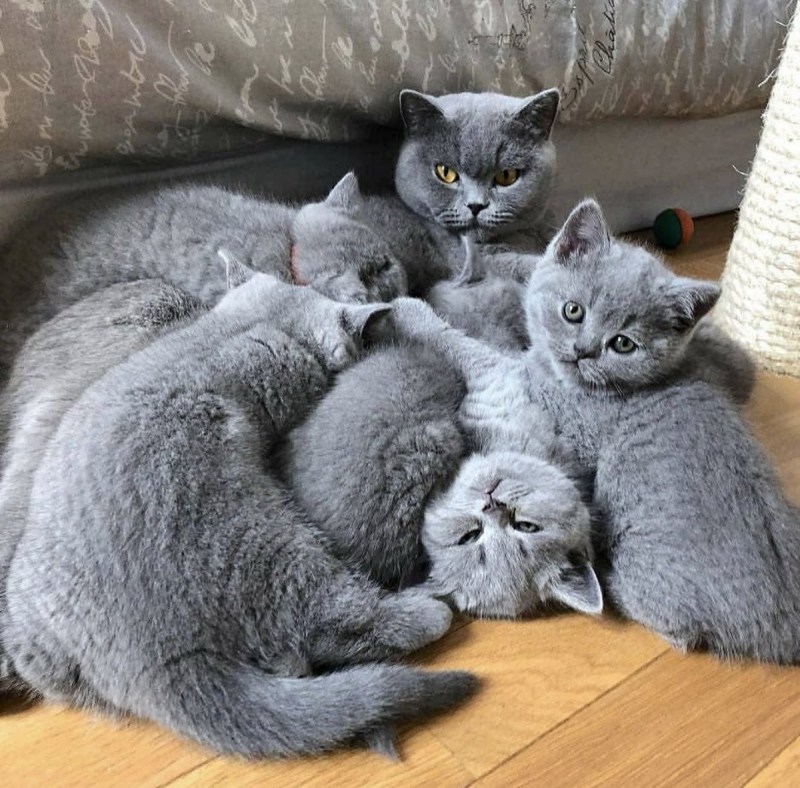 Голубой британец котенок