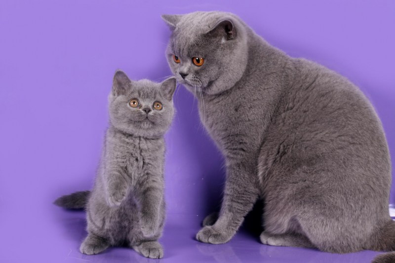 Кошка с котятами британцы