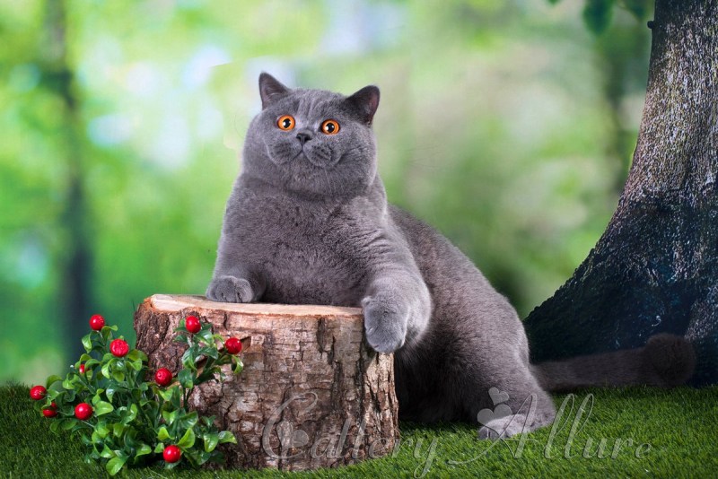Кот Британская голубая Барсик