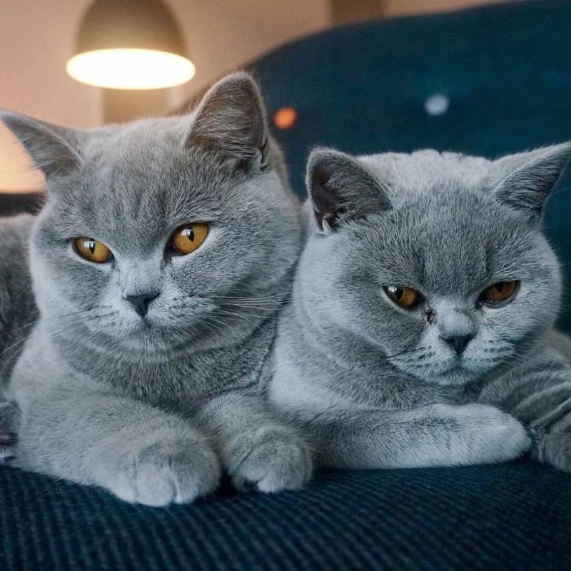 Британский кот и кошка